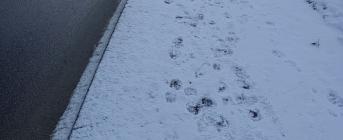 BUDOWA CHODNIKA NA ULICY ROMUALDA TRAUGUTTA