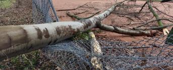 WYCINKA SPRÓCHNIAŁYCH DRZEW