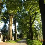 Widok drzewa do wycięcia na ulicy Ogrodowej