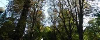 Wycięcie drzew zagrażających bezpieczeństwu ludzi