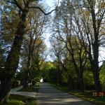 Widok drzewa do wycięcia na ulicy Kasprowicza