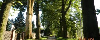 Wycinka drzew zagrażających bezpieczeństwu ludzi 